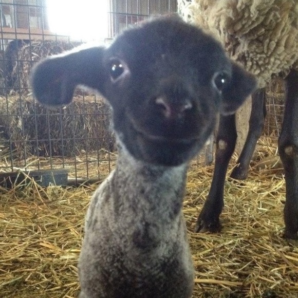 Meet your Posher, Ricquell - Picture 1 of 1